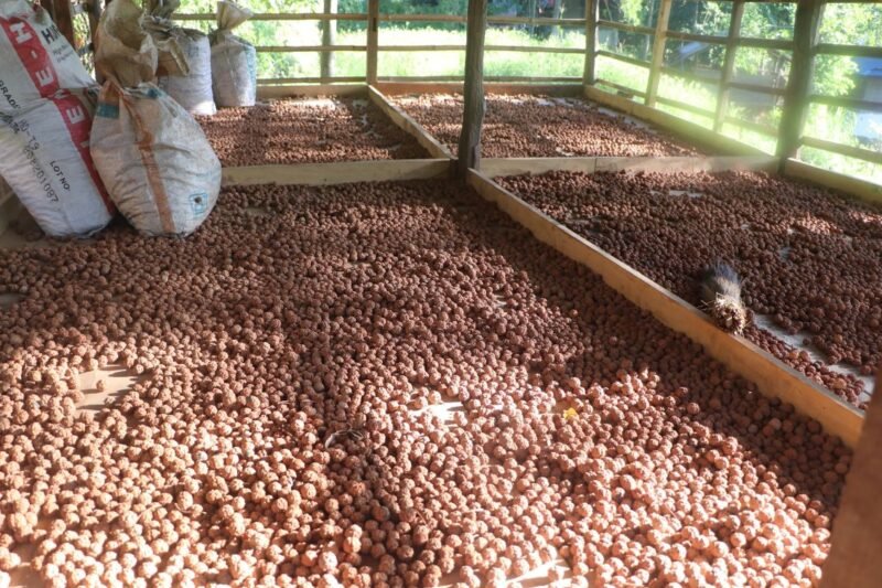 थाहा पाउनुहोस् : रुद्राक्ष बिक्रीबाटै किसानलाई लाखौँदेखि करोडौँसम्म आम्दानी