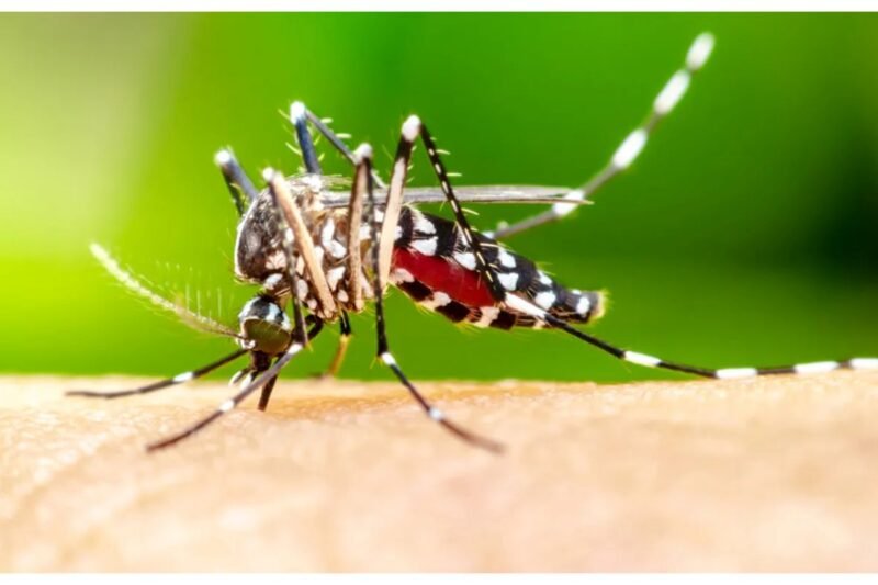 मकवानपुरमा डेङ्गी सङ्क्रमणमा वृद्धि