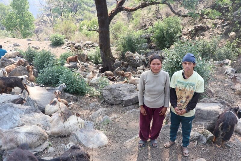 विदेशको दुःख त्यागेर गाउँमै कमाइ : घुम्तीगोठबाट आत्मनिर्भर बने दम्पती