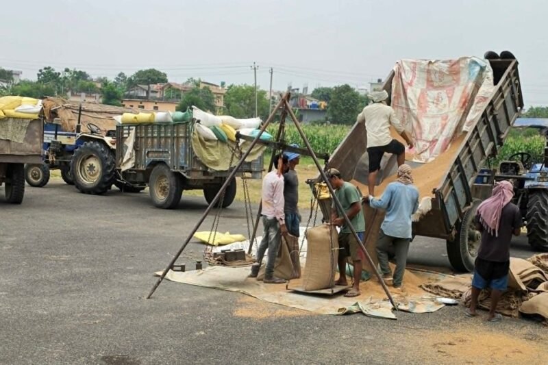 किसानलाई खुसीको खबर – सरकारी मूल्यभन्दा महँगोमा गहुँ बिक्री